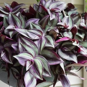 Tradescantia Red Gem Cutting